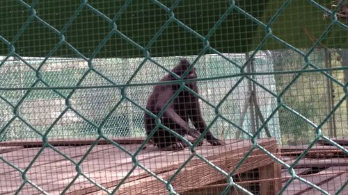 Man seen through chainlink fence