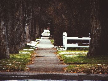 Narrow pathway along trees