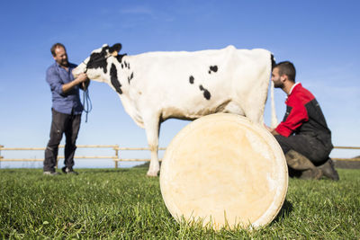 Cheese with cow and farmers in the background on a pasture