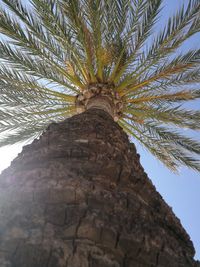 Low angle view of palm tree against sky