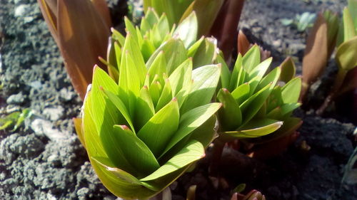 Close-up of snake on plant