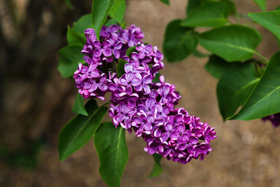 Close-up of purple flowering plant