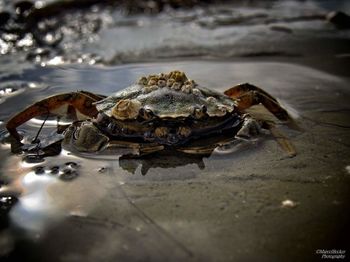 Close-up of crab on sea shore