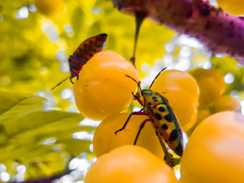 Close-up of insect on yellow flower