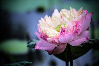 Close-up of pink flower