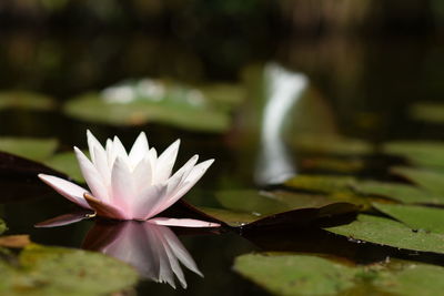 Close-up of water lily blooming in pond