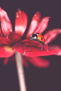 Close-up of ladybug on red flower