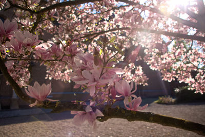 Close-up of pink cherry blossoms in spring