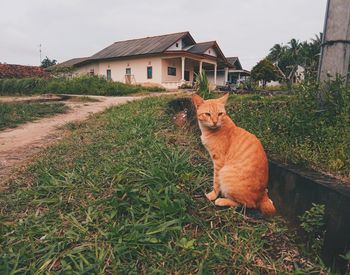 Cat on field by house