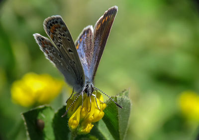 Close-up of butterfly pollinating on flower