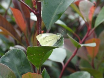 Close-up of butterfly on plant