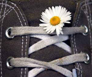 Close-up of daisy on canvas shoe