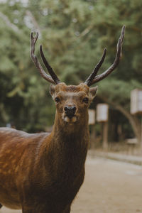 Nara park japan