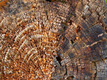 Full frame shot of tree stump in forest