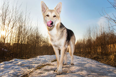 Portrait of dog standing on snow field