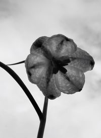 Close-up of flower against sky