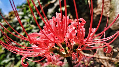 Close-up of pink flowers growing outdoors