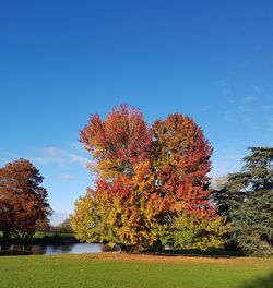 Autumn tree against blue sky