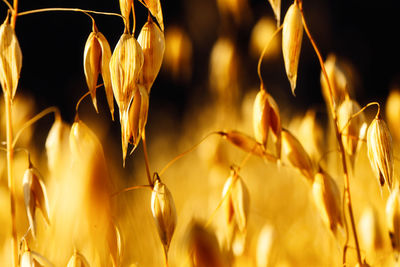 Close-up of wheat growing on field