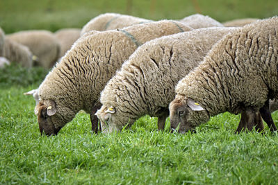 Sheep grazing in a field