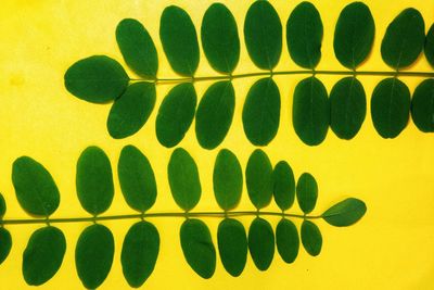 Close up of yellow leaf