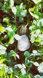 High angle view of shells on plant