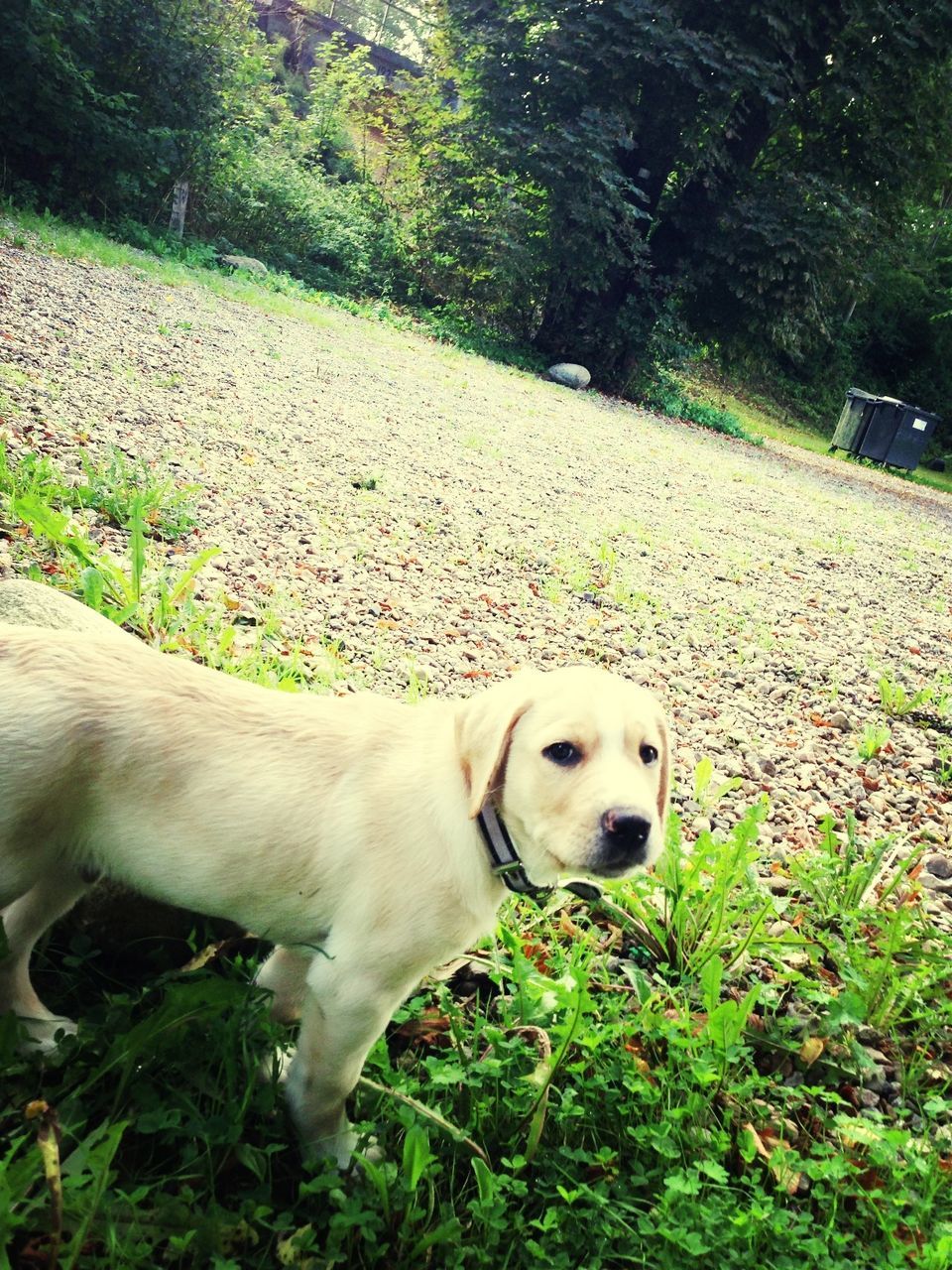 animal themes, mammal, dog, domestic animals, pets, one animal, plant, portrait, looking at camera, grass, tree, growth, green color, field, relaxation, outdoors, nature, sunlight, day, sitting