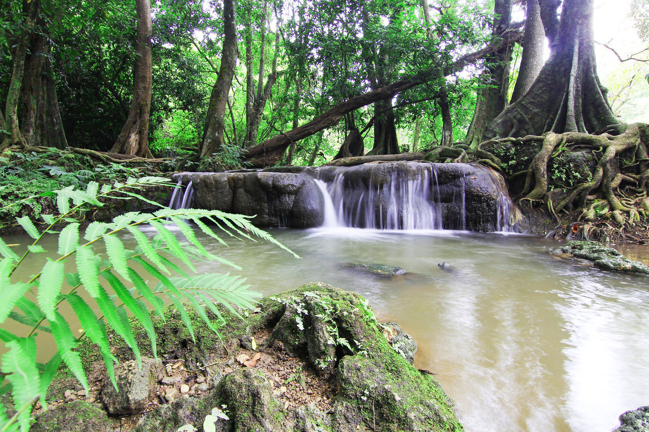 VIEW OF WATERFALL IN FOREST