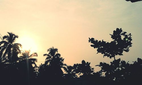 Low angle view of silhouette trees against sky