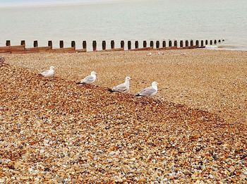 Seagull flying over white background