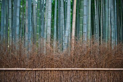 Japanese bamboo grove 