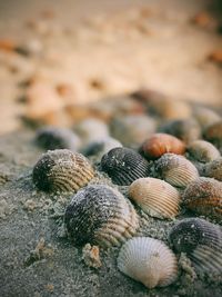 Close-up of shells on beach