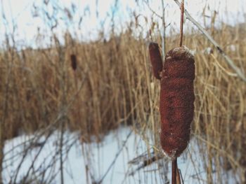 Close-up of snow on plant
