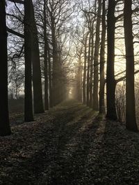 Trees in forest against sky