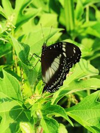 Butterfly on leaf