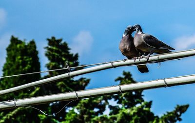 Low angle view of bird perching on cable against sky