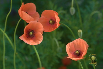 Close-up of four poppy blossoms