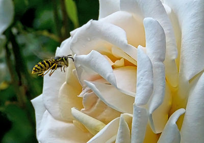 Macro shot of wasp hovering by white rose