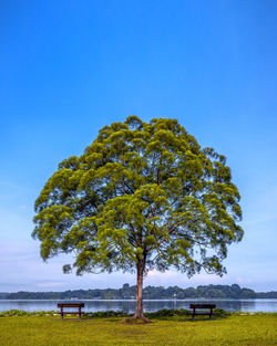 Tree on field against sky