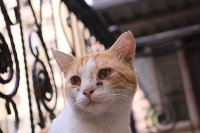 Close-up portrait of a cat