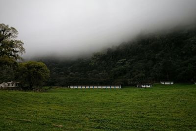 Trees on field against sky
