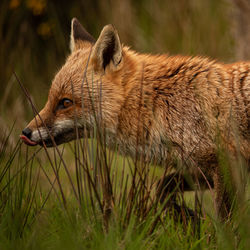 Fox licking its lips