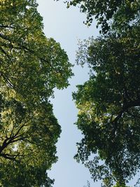 Low angle view of trees against clear sky