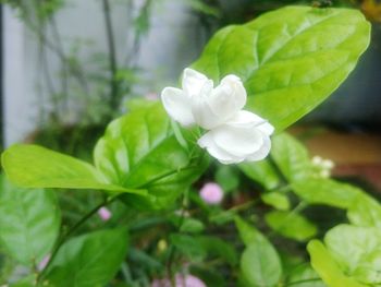 Close-up of white frangipani blooming outdoors