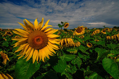 Close-up of sunflowers blooming on field against sky