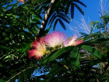 Low angle view of pink flowering plant against sky