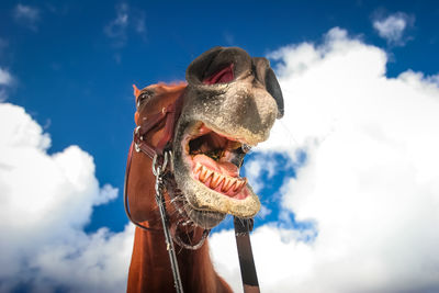 Low angle view of a horse against sky