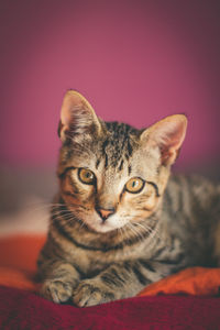 Close-up portrait of tabby cat on bed