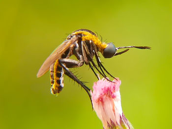 Close-up of bee pollinating flower