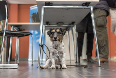 Portrait of dog relaxing on table